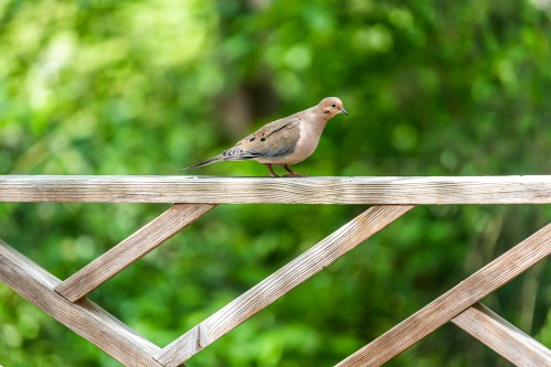 A small bird perched on a wooden railing, surrounded by a blurred green background.