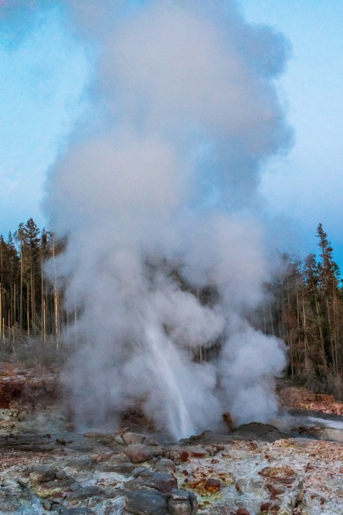 A geyser erupts, sending a plume of steam into the air amidst a forested landscape at dusk.