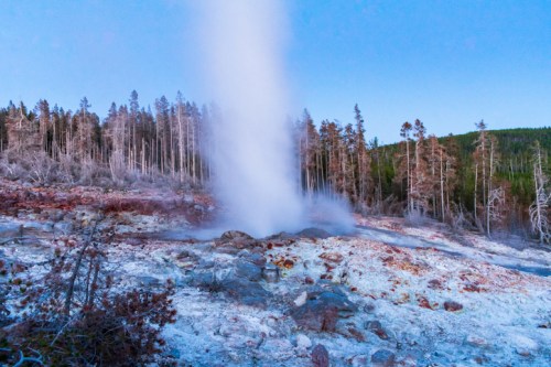 A geyser erupts in a forested area, sending a plume of steam into the blue sky amidst rocky terrain.