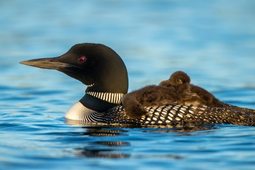 A common loon swims on water with two fluffy chicks resting on its back.