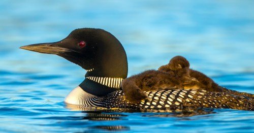 A common loon swims on water, carrying two fluffy chicks on its back. The scene is serene with a blue background.