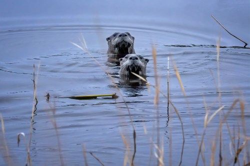 Two otters swim in calm water, surrounded by tall grass, with their heads above the surface.