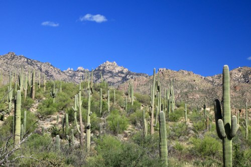 A desert landscape featuring tall cacti against a backdrop of mountains and a clear blue sky.