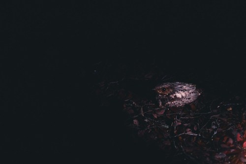 A camouflaged bird resting on dark foliage, blending into its surroundings in low light.