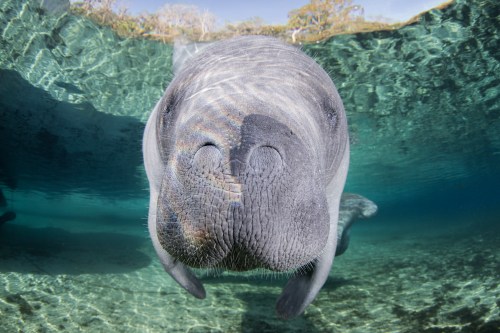 A close-up of a manatee swimming underwater, with sunlight filtering through the water's surface.