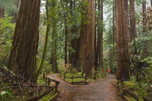 A winding path through a lush redwood forest, with tall trees and a person in a red jacket walking in the distance.