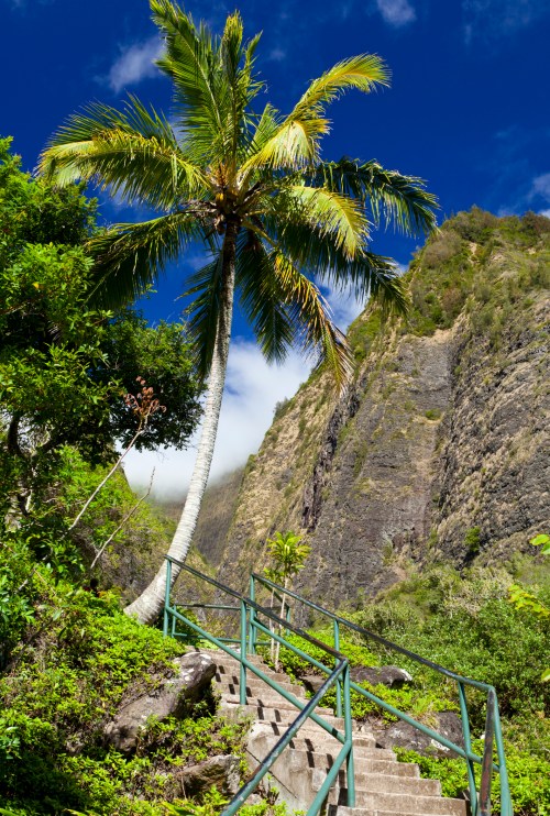 A tall palm tree beside a stone staircase leading up through lush greenery, with rocky cliffs in the background under a blue sky.