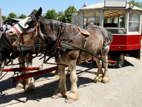 A draft horse in harness stands beside a red cart, with trees and people in the background on a sunny day.