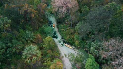 Two kayakers navigate a winding, lush green waterway surrounded by dense trees and vibrant foliage.