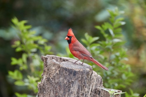 A vibrant red cardinal perched on a wooden stump, surrounded by green foliage.