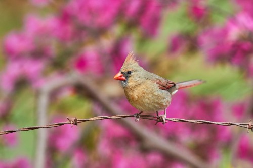 A female cardinal perched on a barbed wire fence, with vibrant pink flowers blurred in the background.
