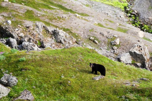 A black bear stands on a grassy hillside surrounded by rocks and greenery.