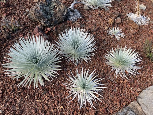 A cluster of spiky, silver-green plants growing on rocky, reddish soil.