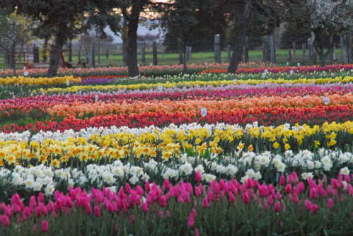 A vibrant field of blooming tulips and daffodils in various colors, set against a backdrop of trees and a sunset sky.