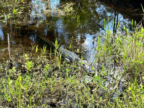 A crocodile partially submerged in a calm, reflective pond surrounded by tall grass and plants.