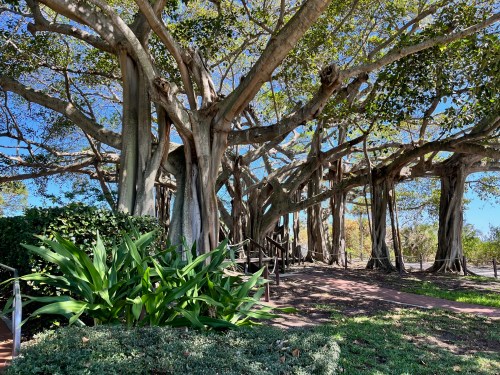 A large, sprawling tree with thick branches and lush green foliage, surrounded by a pathway and plants.