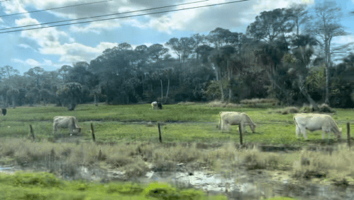 A scenic view of a grassy field with several white cows grazing under a blue sky and scattered trees.