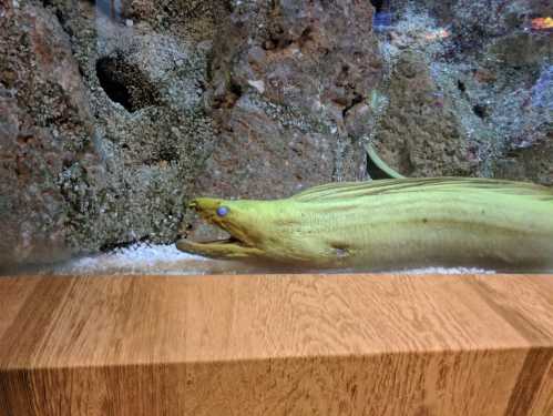 A green moray eel peeks out from behind rocks in an aquarium, with a wooden surface in the foreground.