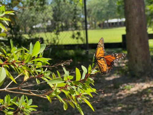 A monarch butterfly perched on a green branch, surrounded by lush foliage and a sunny outdoor background.