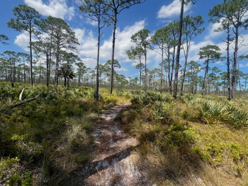 A winding dirt path through a sunny pine forest with tall trees and lush undergrowth.