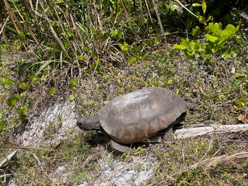 A turtle crawls across sandy ground surrounded by green vegetation and grass.