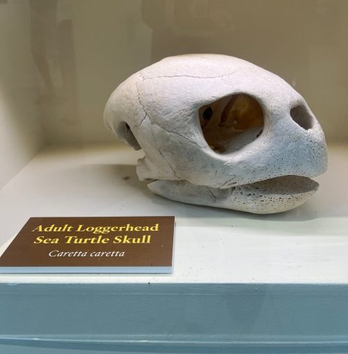 A white adult loggerhead sea turtle skull displayed in a glass case with an informational plaque.
