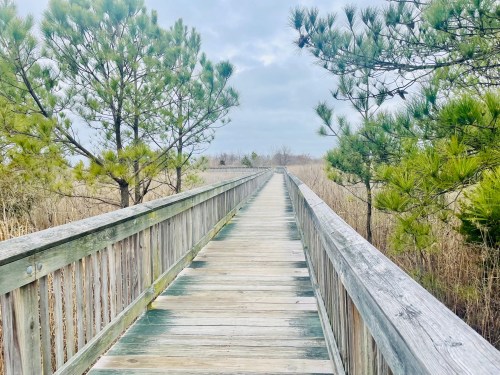 A wooden boardwalk stretches through a grassy area, flanked by pine trees under a cloudy sky.
