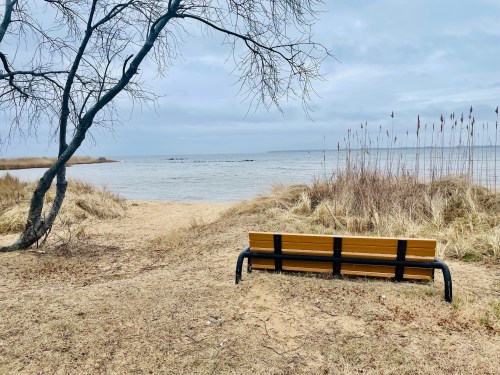 A yellow bench facing a calm lake, surrounded by bare trees and tall grasses under a cloudy sky.
