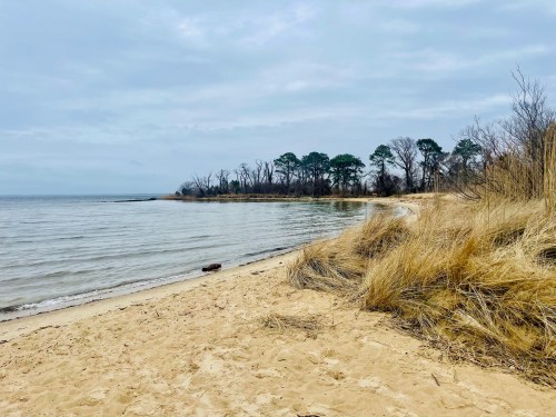 A tranquil beach scene with sandy shore, calm water, and sparse trees in the background under a cloudy sky.