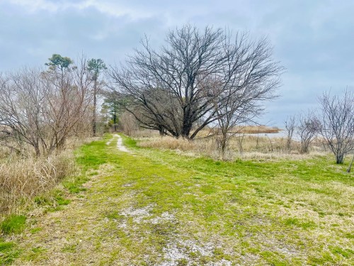 A grassy path leads through bare trees and shrubs towards a cloudy sky and a distant body of water.