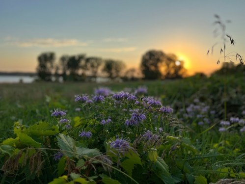 A field of purple flowers in the foreground with a sunset and trees in the background.