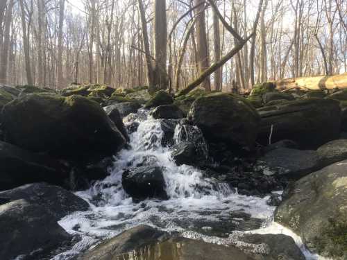 A serene stream flows over moss-covered rocks in a wooded area, surrounded by bare trees and soft sunlight.