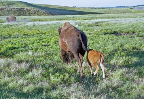 A bison and its calf walking through a grassy field under a clear sky.