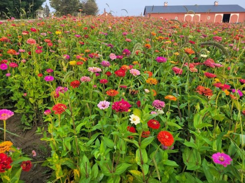 A vibrant field of colorful zinnias in various shades, with a barn in the background under a clear sky.