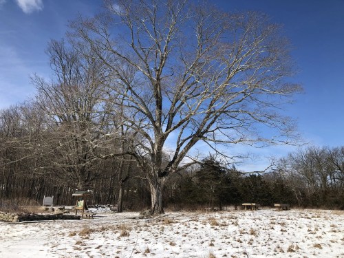A large, bare tree stands in a snowy field under a blue sky, with a few picnic tables and a wooded area nearby.