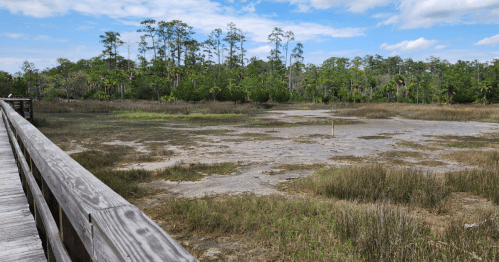 A wooden boardwalk leads to a dry marsh area with sparse vegetation and trees in the background under a blue sky.
