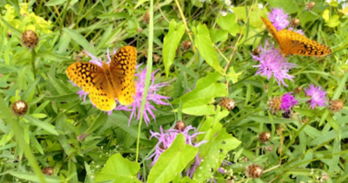 Two orange butterflies with black spots resting on purple flowers amidst green foliage.