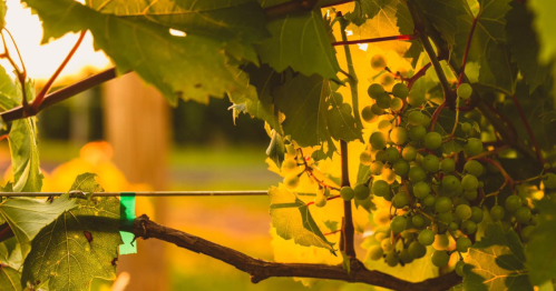 Close-up of green grapes hanging on a vine, surrounded by lush green leaves in warm, golden light.
