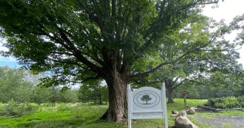 A large tree stands beside a sign for Cherry Grove Preserve, surrounded by greenery and a peaceful landscape.
