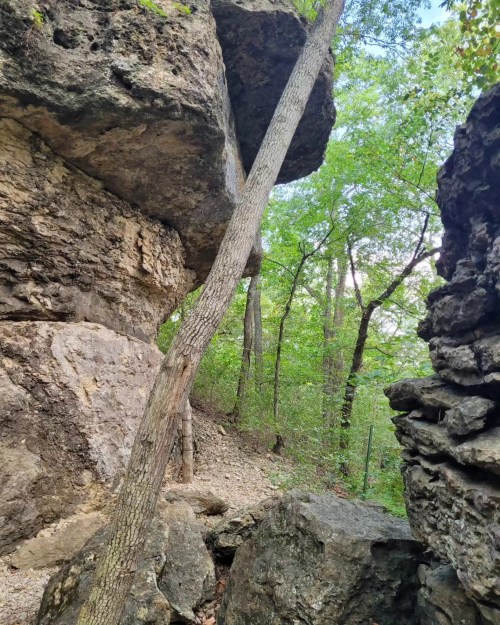 A narrow tree grows between large rock formations in a lush green forest.