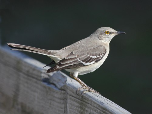 A gray bird with a white belly and yellow eye perched on a wooden railing against a dark background.