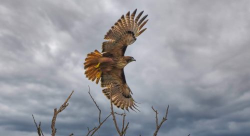 A hawk soaring through a cloudy sky, wings spread wide, perched on a bare branch.