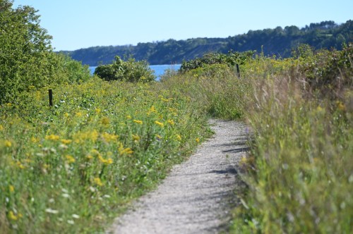A winding gravel path through tall grass and wildflowers, leading to a scenic view of a lake and distant hills.