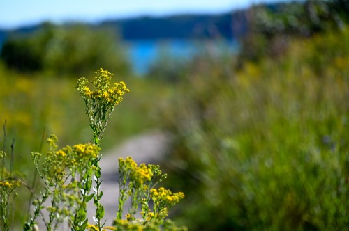 A close-up of yellow wildflowers in a lush green landscape, with a blurred view of water in the background.