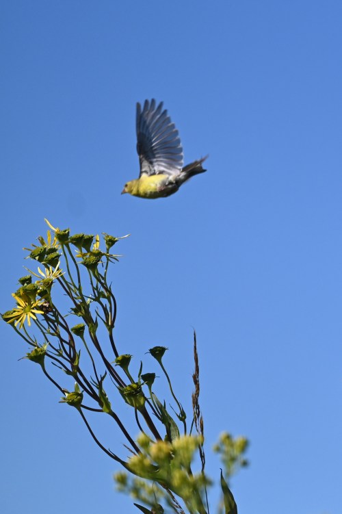 A bird in flight above green plants against a clear blue sky.