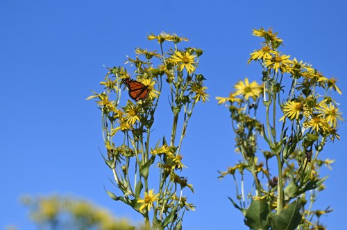 A butterfly rests on bright yellow flowers against a clear blue sky.