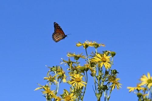 A monarch butterfly flutters above bright yellow flowers against a clear blue sky.