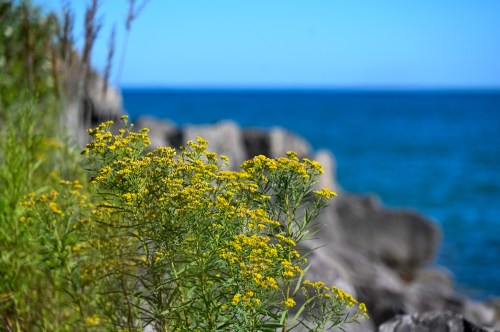A cluster of yellow wildflowers in the foreground, with a rocky shoreline and blue ocean in the background.