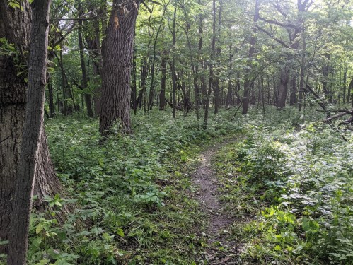 A narrow dirt path winds through a lush green forest filled with trees and underbrush.
