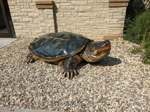 A large turtle resting on a bed of gravel near a stone building.